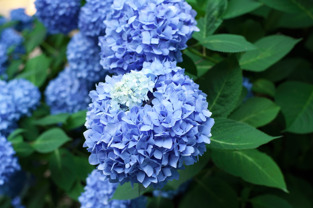 朝撮りの紫陽花（４）
