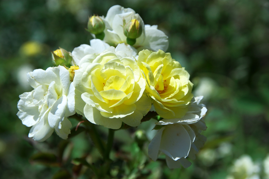奇麗なバラにもとげはある
