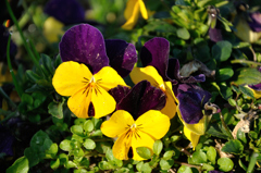 河川敷のうらら