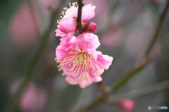 紅梅１枝