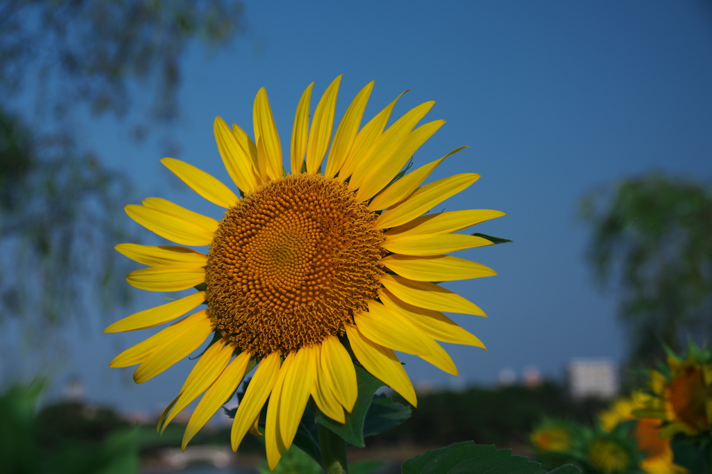 晴天にひまわり