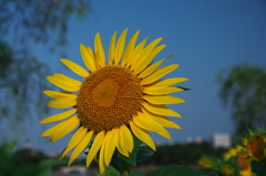 晴天にひまわり