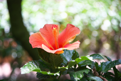 花一輪