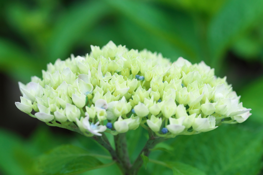 ようやく見つけた紫陽花