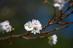 ショウガツザクラ