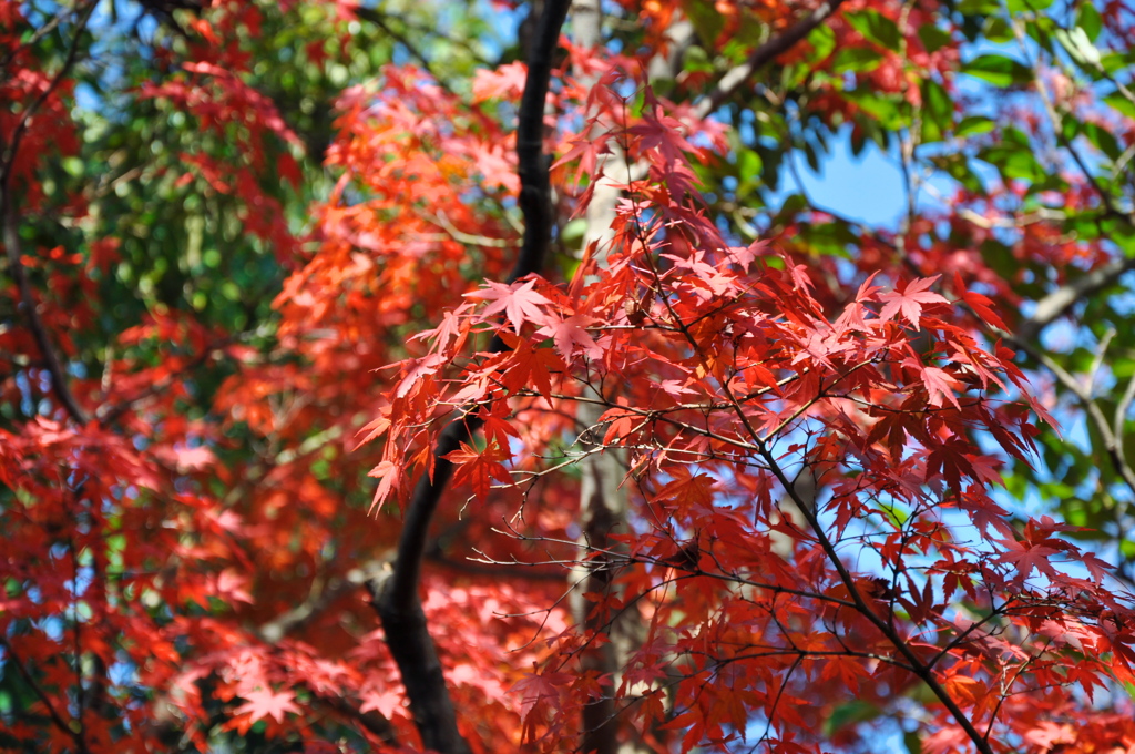 友泉亭の秋その６