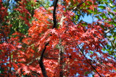 友泉亭の秋その６