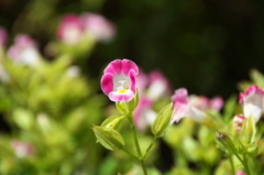 なにかを伝えたい