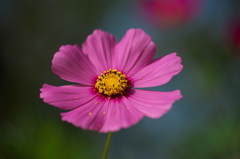 初めてのマクロー１