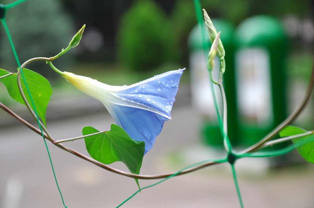 夏の初め