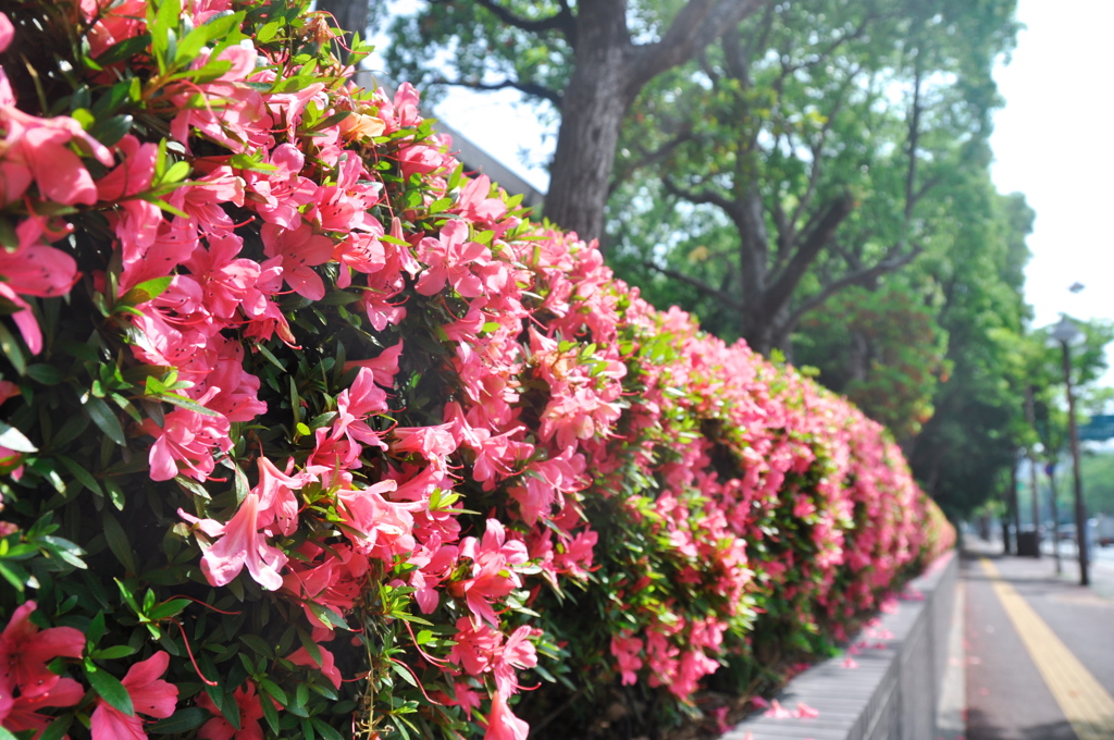 歩道沿いのツツジも峠を越えたのかな