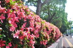 歩道沿いのツツジも峠を越えたのかな