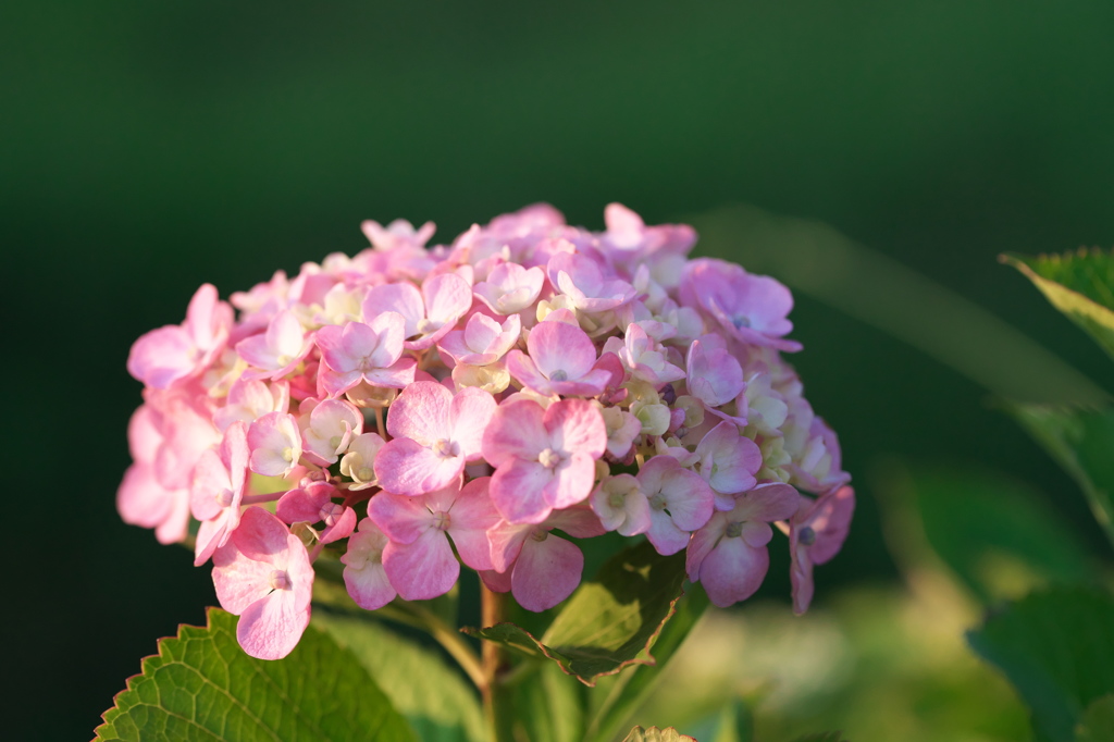 夕映えの紫陽花（４）