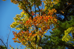 ようやく来ました