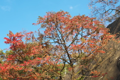 城址壁面の紅葉