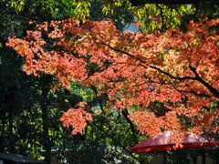 友泉亭の秋その８