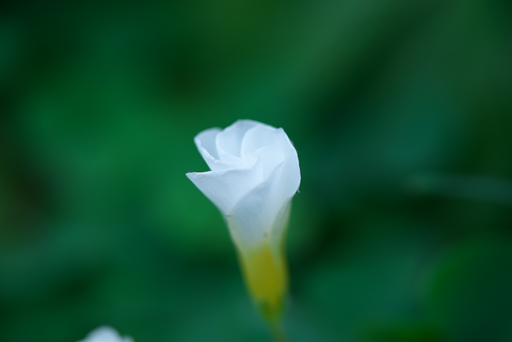 リニューアル