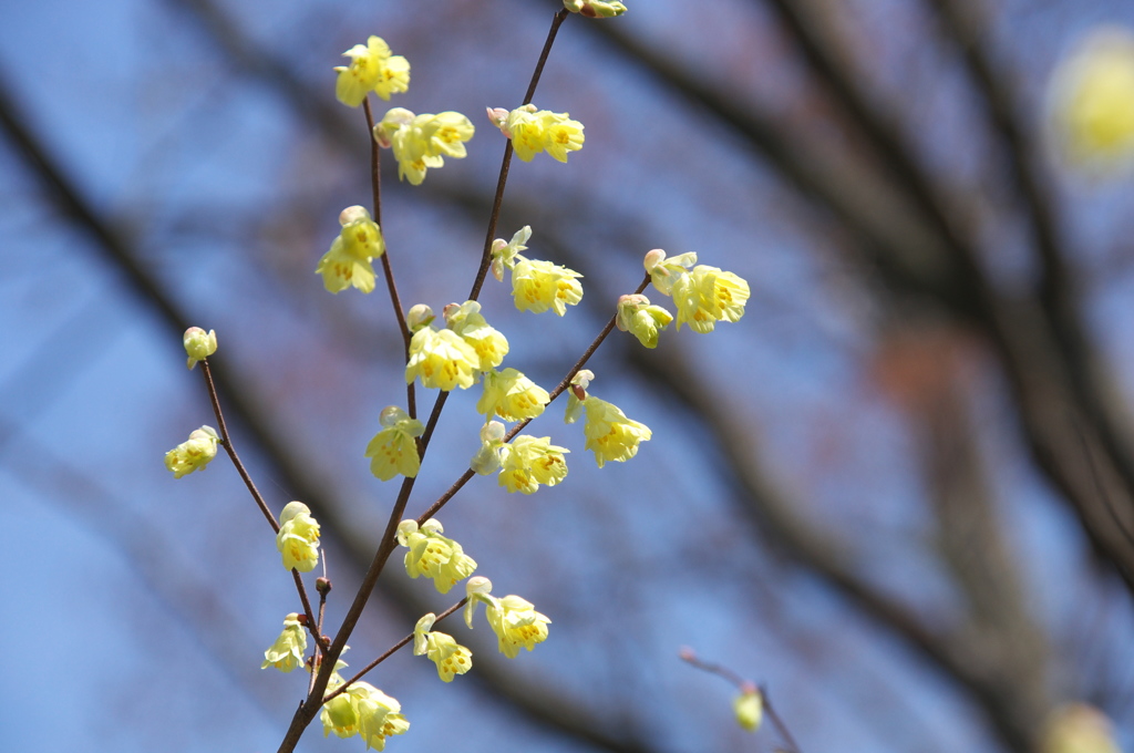 ヒュウガミヅキ