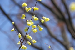 ヒュウガミヅキ