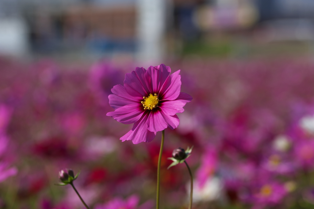 ひときわ目立って