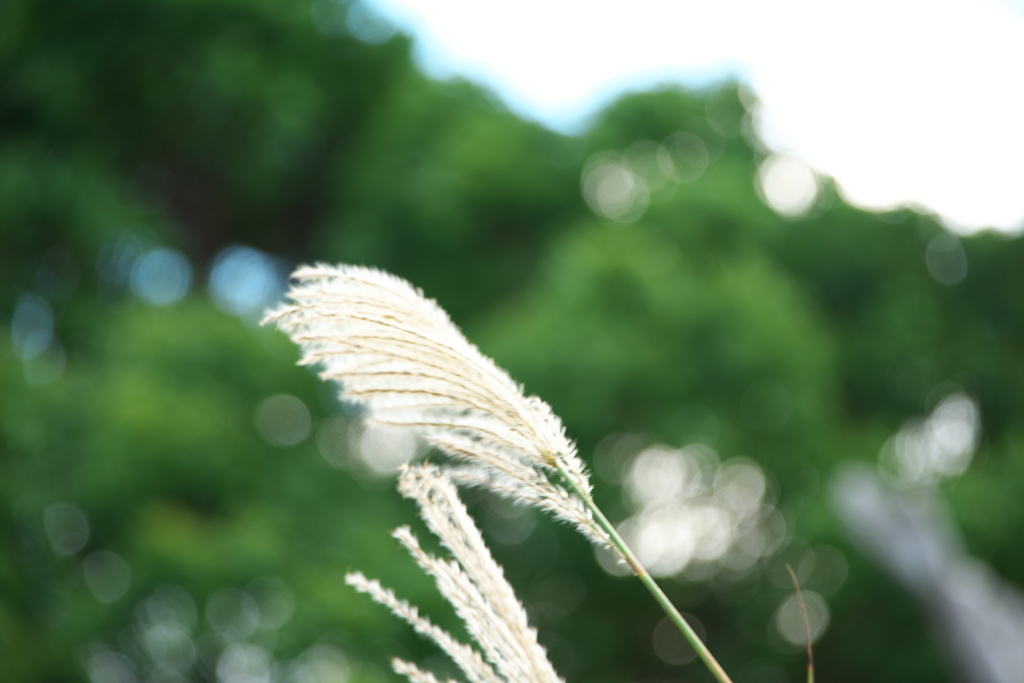 ススキももう少し