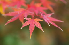 これどうですか