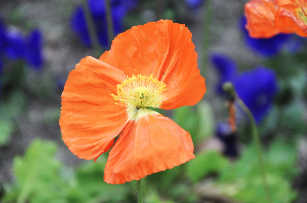 足元のにも春が