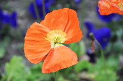 足元のにも春が