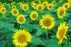 遂に到来夏シーズン