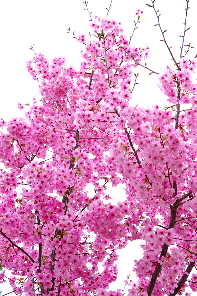 ～ 桜.1 ～
