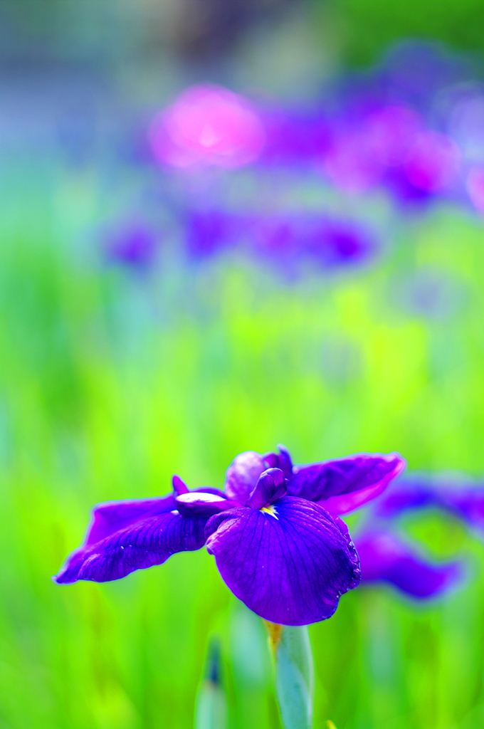 ～花菖蒲 ２ ～