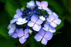 紫・紫陽花