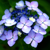 紫・紫陽花
