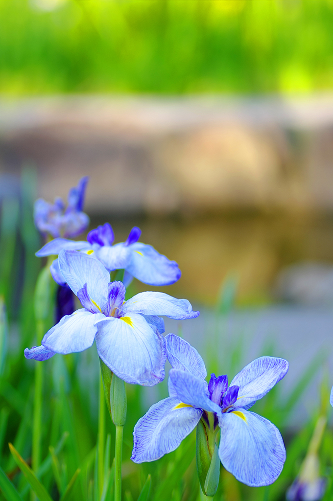 ～ 花菖蒲 １ ～
