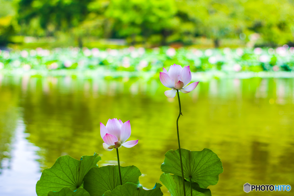 ～ 蓮池 ～