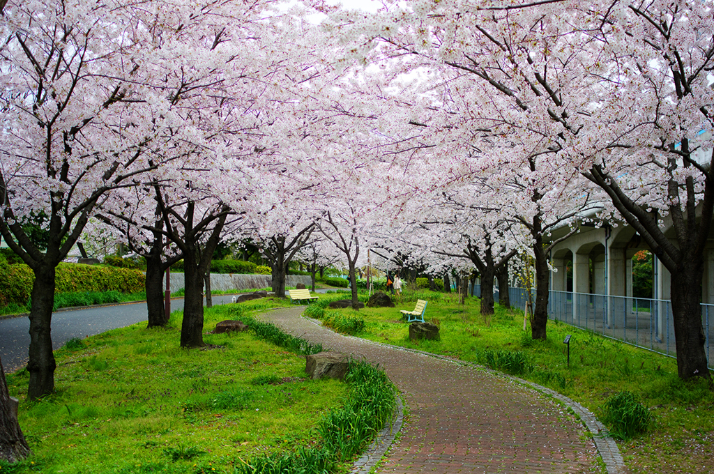～ 桜のアーケード ～