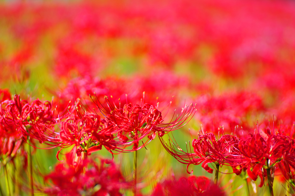 ～ 彼岸花・２ ～