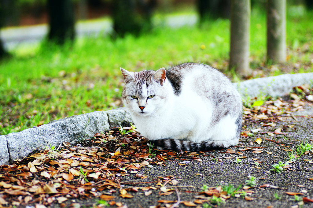 ～ にらまないで ～