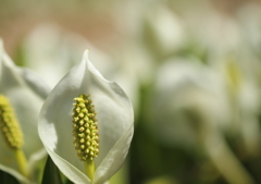 水芭蕉