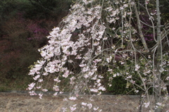 しだれ桜