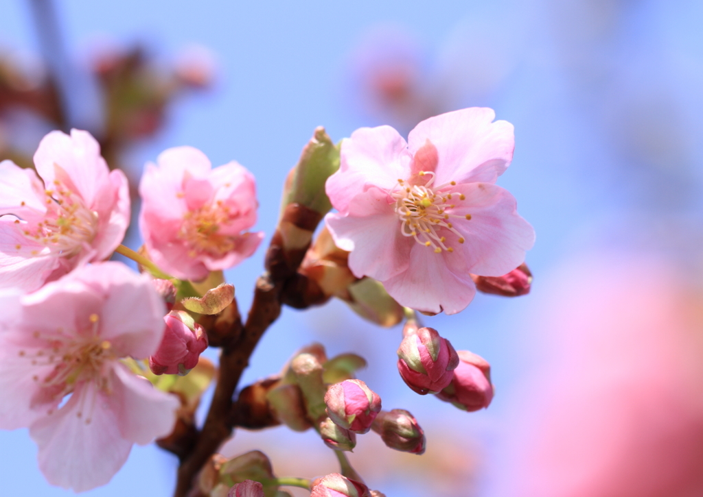 川津桜