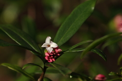 沈丁花