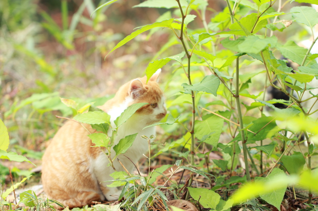 大山猫