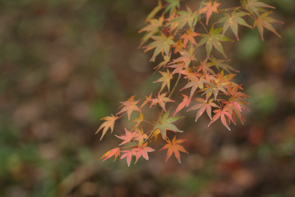 深山公園の紅葉