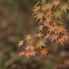 深山公園の紅葉