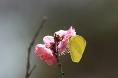 花と蝶