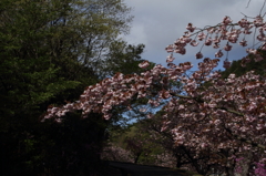 八重桜