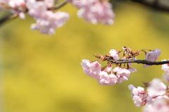 彼岸桜