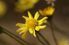 黄花姫野菊