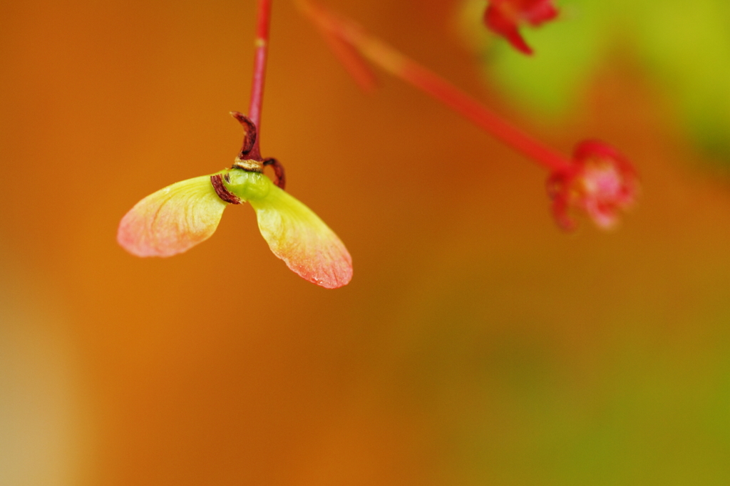 モミジの花と実